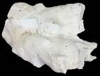 Beautiful, Agatized Fossil Coral Geode - Florida #57673-3